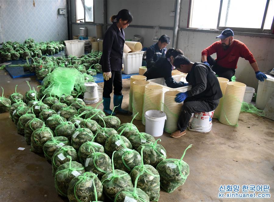 （经济）（1）黄河口丰收大闸蟹